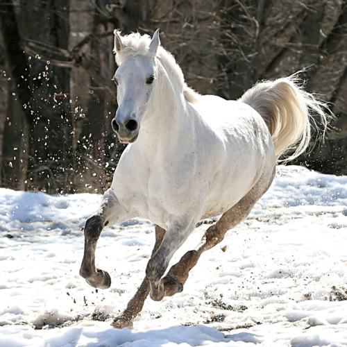 Galopperande häst i snö